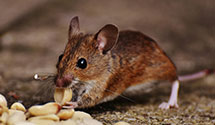 24 Hour & Emergency Exterminators in Groomtown, NC